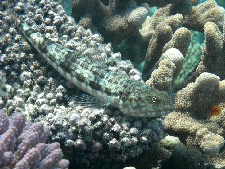 70- Poisson-lezard.JPG